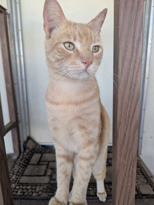 BUDDY 2 - Domestic Short Hair available for adoption