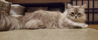 Crumpet - Photo 2