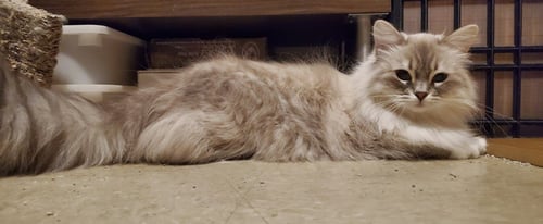 CRUMPET - Himalayan available for adoption