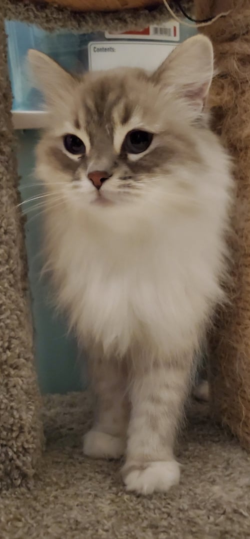 CRUMPET - Himalayan available for adoption