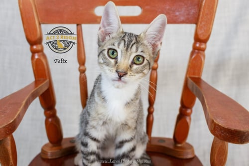 FELIX - Domestic Short Hair available for adoption