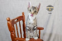 Felix - Photo 3