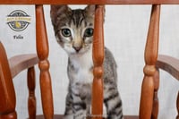 Felix - Photo 5