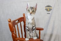 Felix - Photo 2