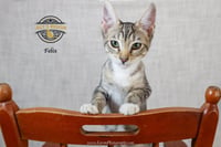 Felix - Photo 4