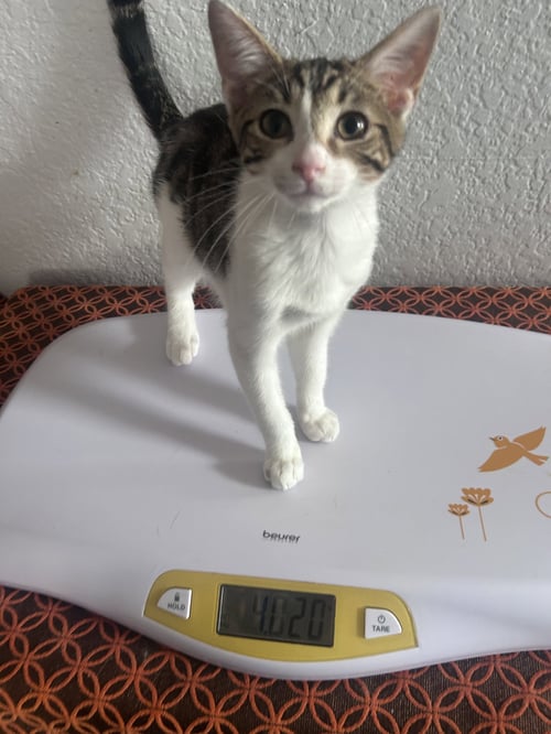 CHI - Domestic Short Hair available for adoption