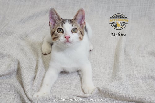 MOHITA