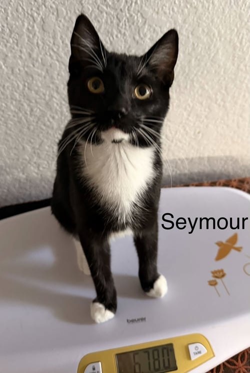 SEYMOUR - Domestic Short Hair / Tuxedo available for adoption