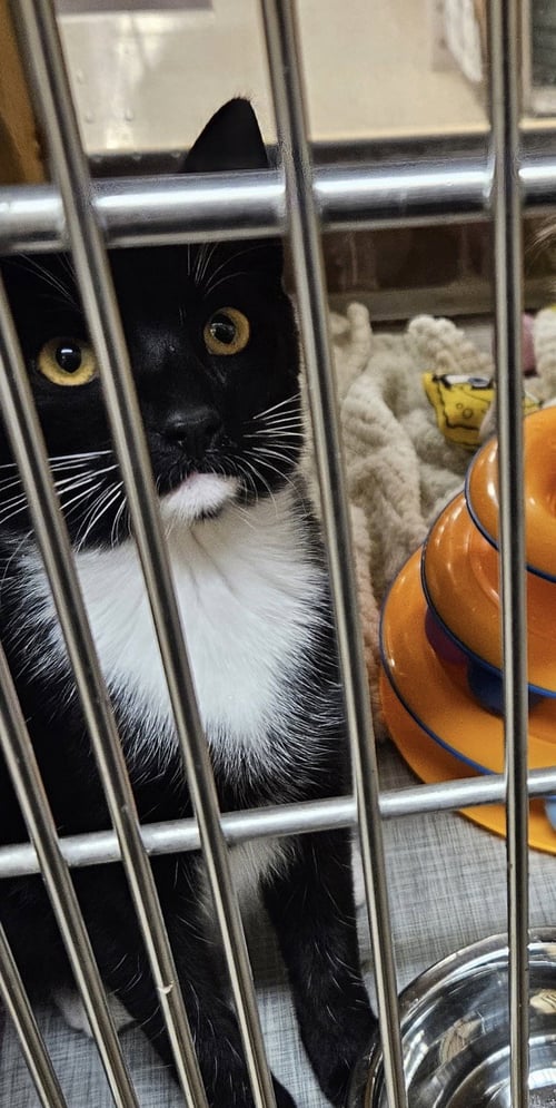 SEYMOUR - Domestic Short Hair / Tuxedo available for adoption