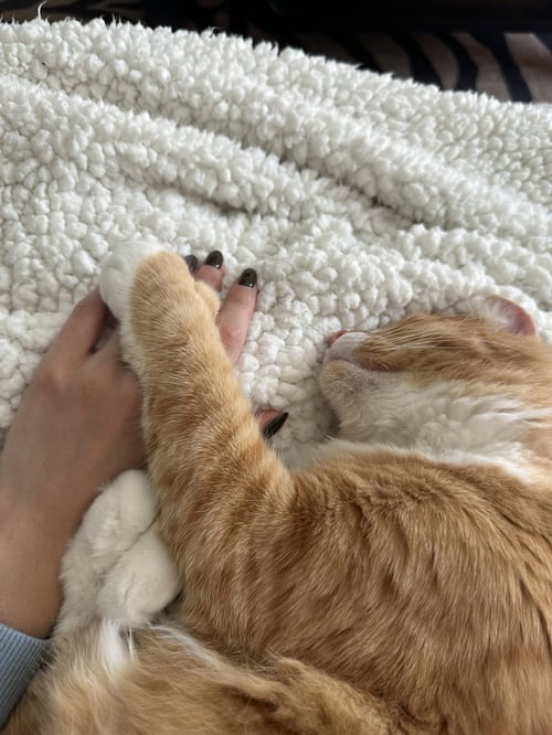 MANGO - Maine Coon available for adoption