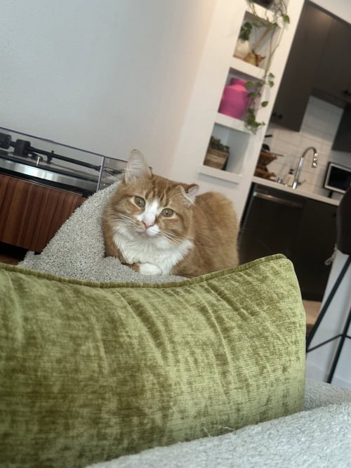 MANGO - Maine Coon available for adoption