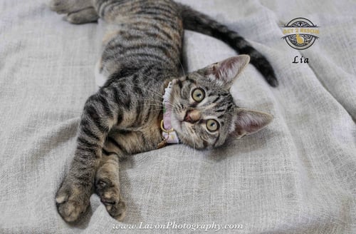 LIA 2 - Torbie / Domestic Short Hair available for adoption
