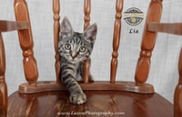 Lia 2 - Photo 3
