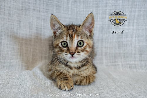 ASTRID - Torbie / Domestic Short Hair available for adoption