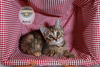 Astrid - Photo 3