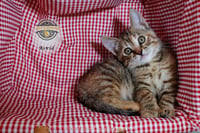Astrid - Photo 1