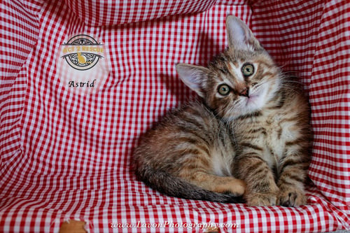 ASTRID - Torbie / Domestic Short Hair available for adoption
