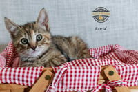 Astrid - Photo 5