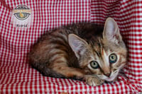 Astrid - Photo 4