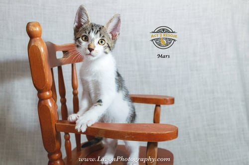 MARS - Domestic Short Hair available for adoption