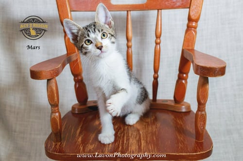 MARS - Domestic Short Hair available for adoption