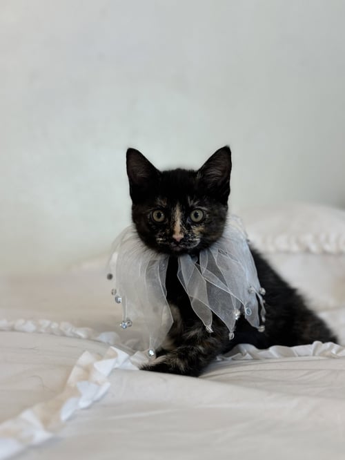 SABLE 2 - Domestic Short Hair available for adoption