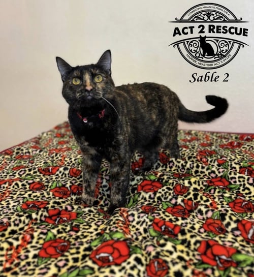 SABLE 2 - Domestic Short Hair available for adoption