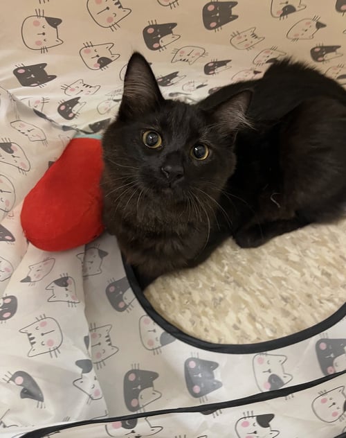 KODIAK - Domestic Medium Hair available for adoption