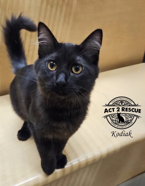 KODIAK - Domestic Medium Hair available for adoption