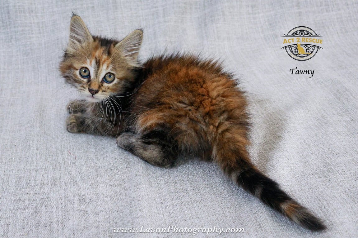 Tawny Image