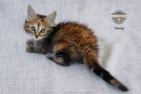 Tawny - Photo 1