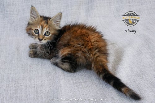 TAWNY - Torbie / Domestic Long Hair available for adoption
