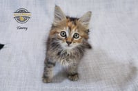 Tawny - Photo 2