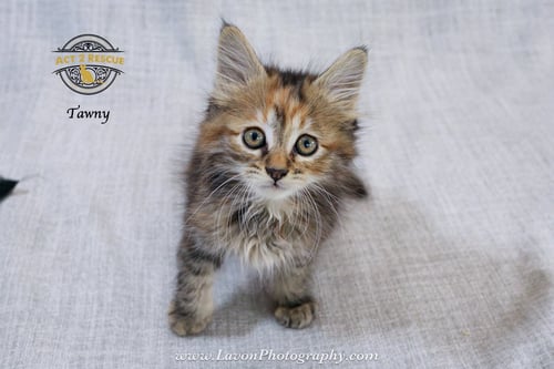 TAWNY - Torbie / Domestic Long Hair available for adoption