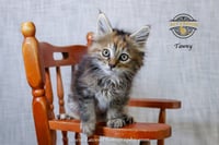 Tawny - Photo 3