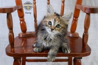 Tawny - Photo 4