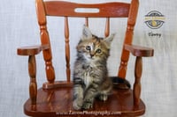 Tawny - Photo 5