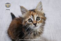 Tawny - Photo 6