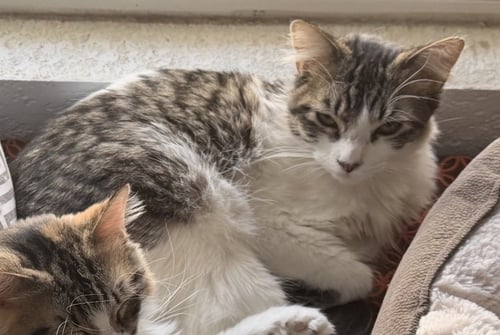 OPHELIA - Domestic Long Hair / Maine Coon available for adoption