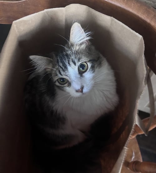 OPHELIA - Domestic Long Hair / Maine Coon available for adoption