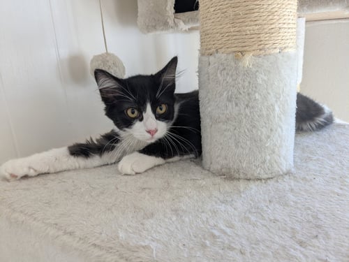 KIKI