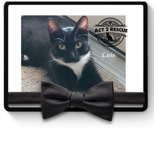 LUIS - Domestic Short Hair available for adoption