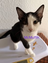 McMuffin - Photo 1