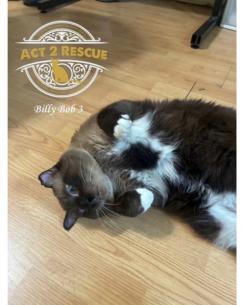 BILLY BOB 3 - Siamese available for adoption