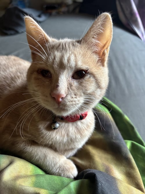 DOROTHY - Domestic Short Hair available for adoption