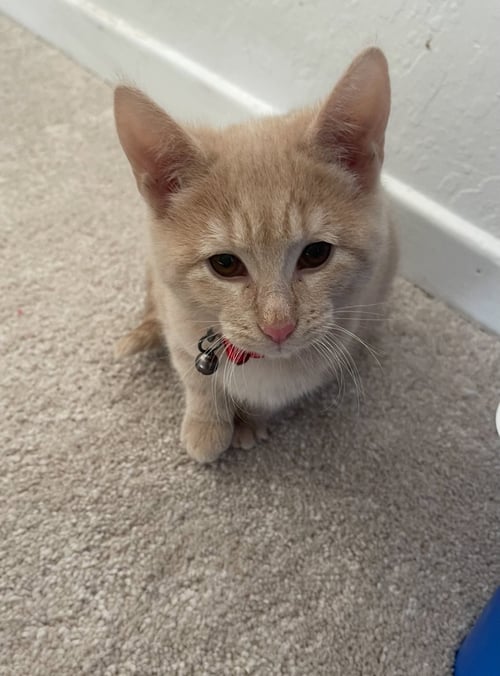 DOROTHY - Domestic Short Hair available for adoption
