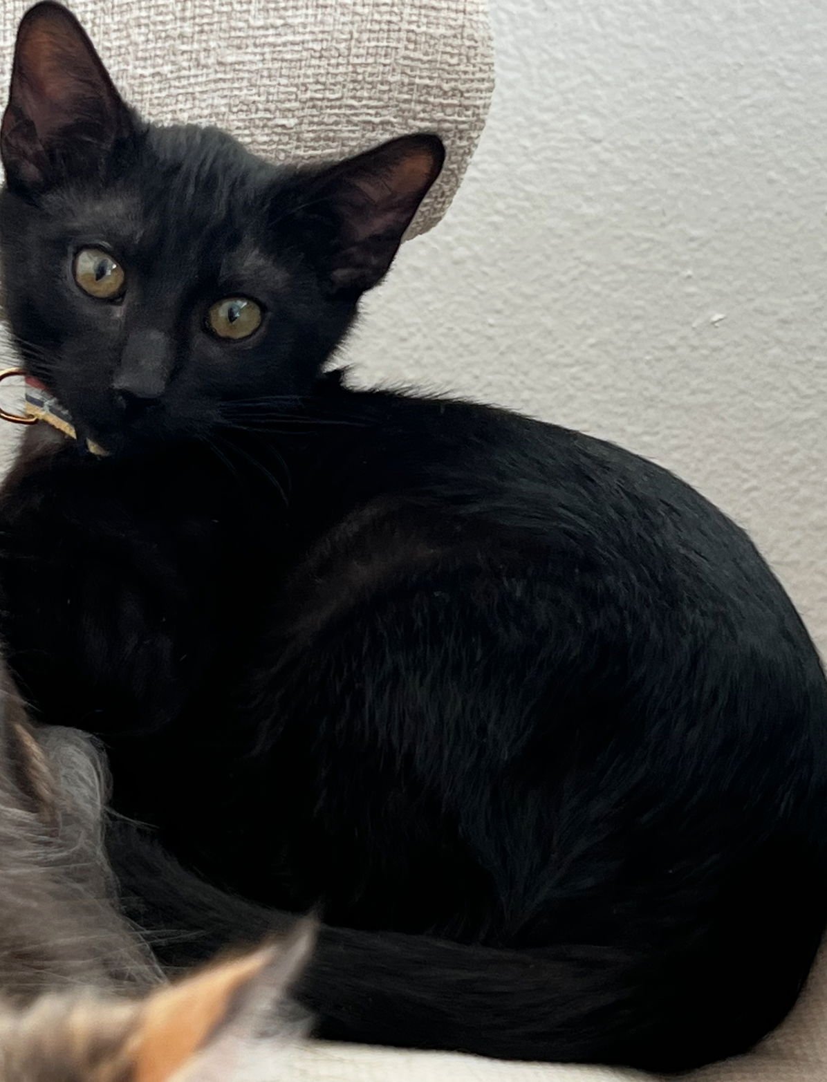 ONYX 2 - Domestic Short Hair available for adoption