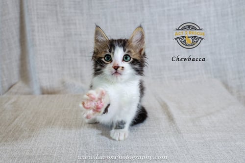 CHEWBACCA 2 - Domestic Medium Hair available for adoption