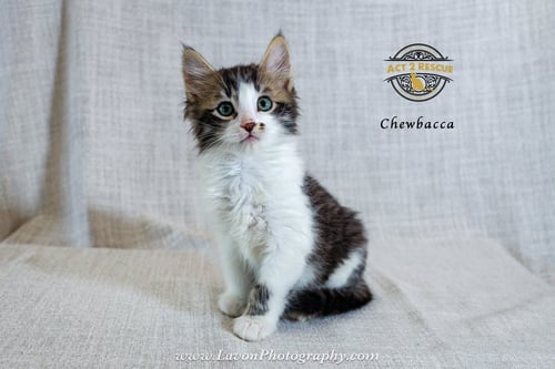 CHEWBACCA 2 - Domestic Medium Hair available for adoption