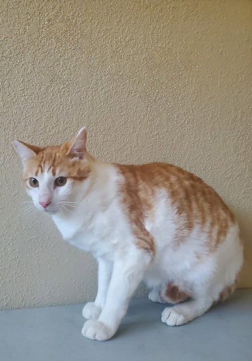 SUGAR 2 - Domestic Short Hair available for adoption